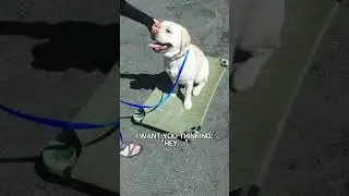 How to Use Rewards to Your Advantage | Dog Training 101