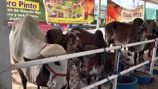 Feria ganadera Jutiapa 2025