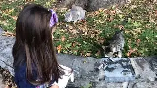 Feeding dozens of stray cats in Istanbul &mdash; my daughter served every fish herself 🐾🐟❤️