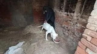 Bulldog and Boy Sharing Fun & Love Inside the Room 🐶❤️