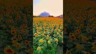 Beautiful japan #japan #sunset t