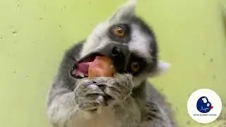 【ASMR🍑】Lantanar Enjoyed Fresh Peach🎶 #asmreating #animalasmr #animalvideos  #lemur #lemurs #zoolife