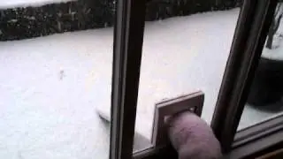Snow Cat