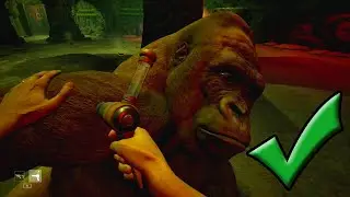 How to Care and Cure The Animals | Zoochosis