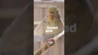 Give Budgies Flight Time