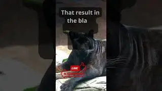 A Mind-Blowing fact about Big cat