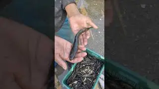 Sole Fish #ytshorts #youtubeshorts #shortsfeed #fishmarket