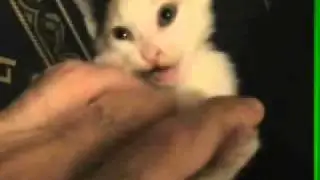 Sissy cat