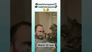 I wanna pet you 🐈🤣 #pets #cat #slapowner #funnyvideos
