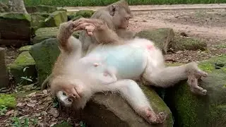 Biggest the belly...! Pregnant Rose will give birth soon.., Beautiful wildlife monkeys