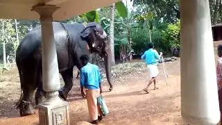 Elephant bath in home...