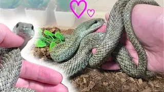手から離したいのに絶対に離れないヘビが可愛すぎる　rat snake