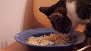RiceCat