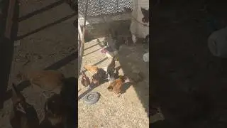 Summer care in poultry farming #shorts #youtubeshorts #rooftop