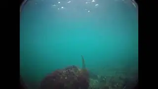 Northwest Arm, Underwater GoPro Footage