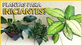 10 PLANTAS RESISTENTES E F&Aacute;CEIS DE CUIDAR PERFEITAS PARA VOC&Ecirc; COME&Ccedil;AR A CULTIVAR 🪴
