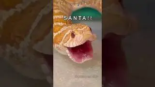 SANTA&rsquo;S COMIN&rsquo; TO TOWN! #christmas #santa #animals