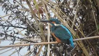 2025.12.25    浮間舟渡鳥散歩・カワセミ