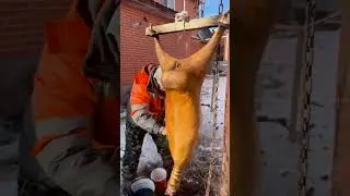 Nomad Fire Tradition | Sheep Herding with Fire &ndash; Ancient Steppe Cooking #shorts