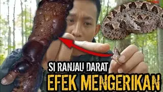 KONDISI KETIKA TERGIGIT ULAR TANAH! INILAH YANG AKAN TERJADI! IMOBILISASI