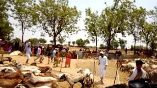 Beerappa panduga Kulaspur Nizamabad(may2018)
