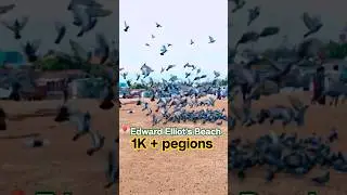 Feeding Pigeons in Chennai! 🕊️❤️ Raja's POV Besant Nagar #rajaspov chennaibeach