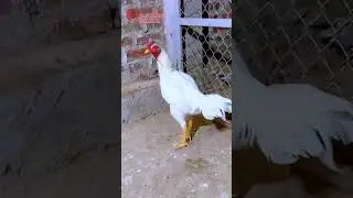 ayam putih dipelihara #ayam #chicken #animals #funny #fyp