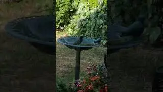 early morning bath #birdbath #starling #hot #birdwatch #RSPB