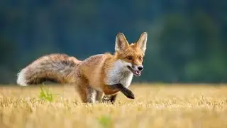 The Curious Fox: Almost a Detective Story with Surprising Ending