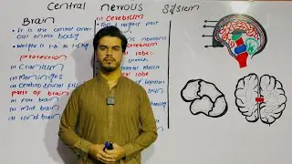 Lec#5 - Central nervous system | Brain (Fore brain) | part 1 | Class 10 biology | By najeeb kakar