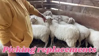 Sorting out my replacement ewes 