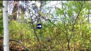 The 