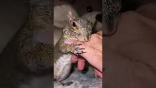 Pip is Doing Fantastic After  Odontoma Surgery 🐿️🦷#healing #squirrel #love