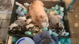 Let Sleeping Pups Lie
