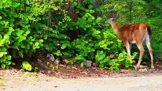 Amazing Nature Scenery | The Breathtaking Beauty of Nature| Beautiful Nature View||Nature Relaxation