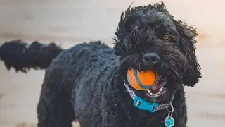 Amazing Facts on Poodle Dog | In Hindi | Dog Facts | Animal Channel Hindi