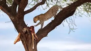 Safari Sightings in Samburu National Park Kenya 4k