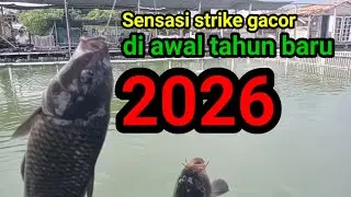 Hurraaaa‼️Pesta strike awal taun baru#mancingikanmas#mancingborongan#strike@jaddahmancing