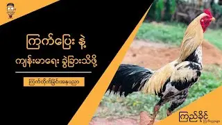 ကြက်​ပြေးနဲ့ကျန်းမာ​ရေးခွဲခြားသိဖို့