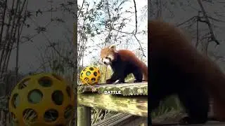 Cutest animal battle stance ever? #shorts