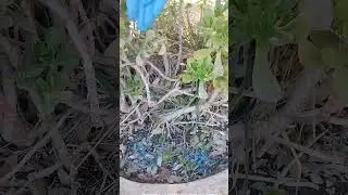 Zabra 10 Kg Insecticida Contra Gallina Ciega, Gusano