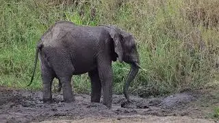 Juvenile male elephant's Mud Spa Day in Tarangire National Park, Tanzania #safari #wildlife #africa