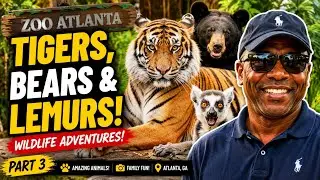 Tigers, Bears & Lemurs! 🐯🐻🦍 | Zoo Atlanta Wildlife Adventures Part 3