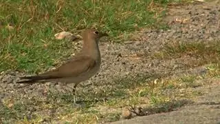 02 The Collared Pratincole