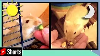 Daily Gerbil Care Routine #Shorts