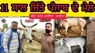 OxRace &bull; Katari Bull &bull; 11 Years Won Punjab Bull Racing Tournaments &bull; 7 Year Old Video &bull; Katari Ox
