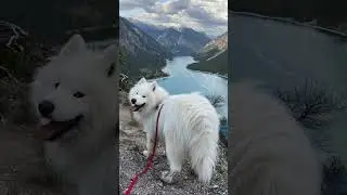 Dog friendly countries in Europe 🐶 # #dog #samoyed #travel # #adventure #dogfriendly