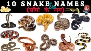 10 Famous Snake Names for Kids | Hindi + English | Fun Snake Facts 🐍