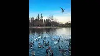 C&oacute;mo se pelean la comida #shorstvideo #paratiiiiiiiiiiiiiiiiiiiiiiiiiiiiiii #patos