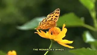 3 Incredible Facts About Natural patterns in nature and wildlife